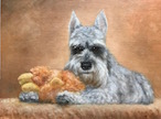 pet portrait - schnauzer