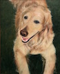 pet portrait