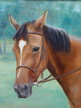 horse portrait
