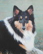 pet portrait - collie