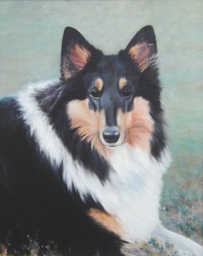 Tri-Color Collie pet portrait