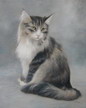 cat pet portrait