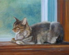 cat pet portrait