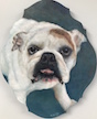 pet portrait