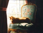 cat pet portrait