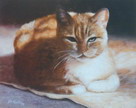 cat pet portrait