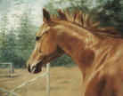 horse portrait