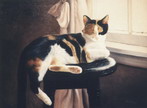 cat pet portrait